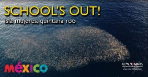 Schooling Sardines off Isla Mujeres Mexico