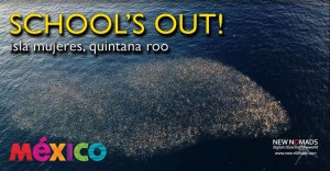 Schools Out - Schooling sardines